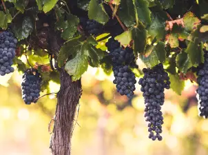 menu-wine-advice